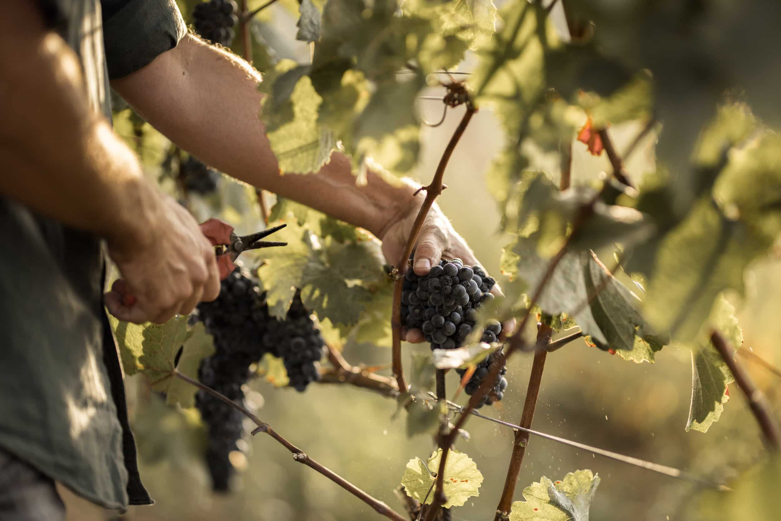 Weinlese im Weingut Andreas Gsellmann in Gols am Neusiedler See